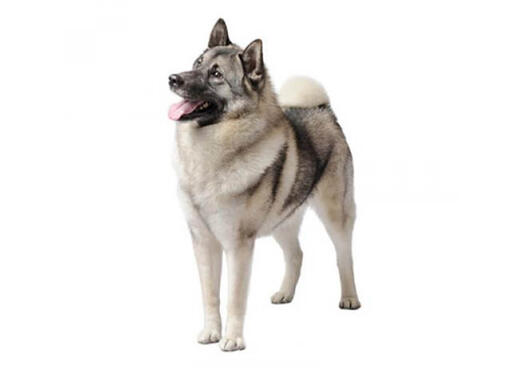 Norsk elghund grigio (Norwegian Elkhound)