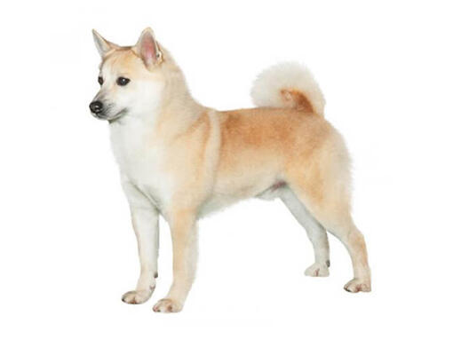 Norsk buhund (Norwegian Buhund)