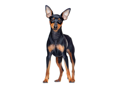 Pinscher nano
