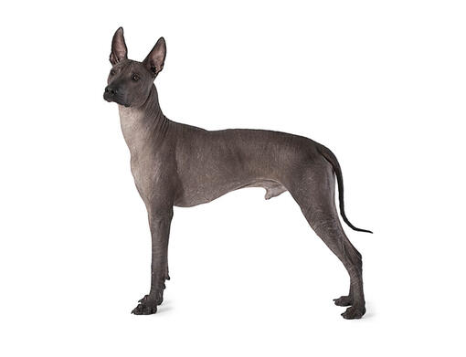 Xoloitzcuintle (cane nudo Messicano)