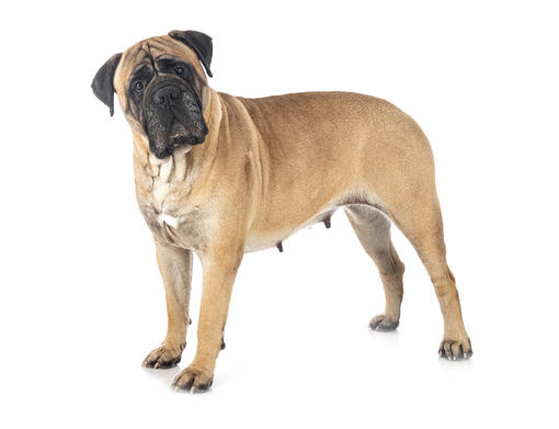 mastino