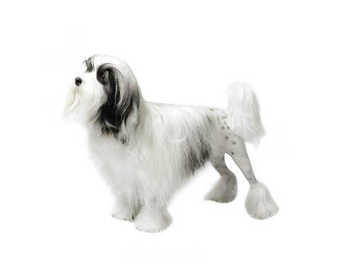 Lowchen (Cane Leone)
