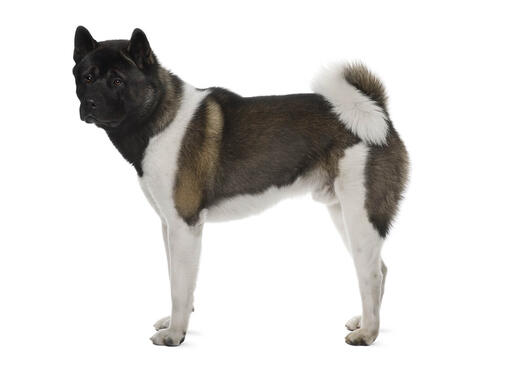 Akita