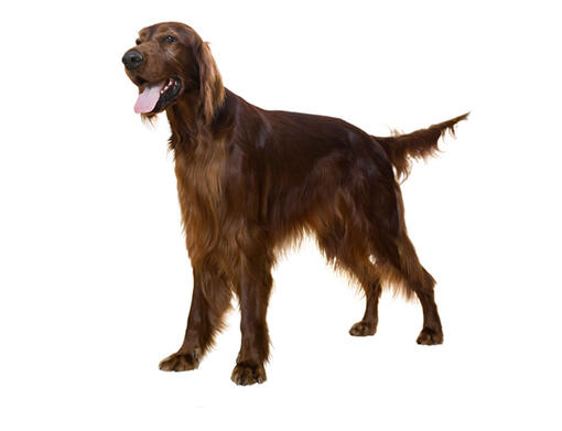 Setter irlandese