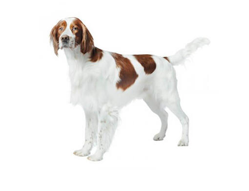 Setter irlandese rosso e bianco
