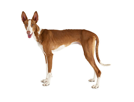 Podenco ibicenco