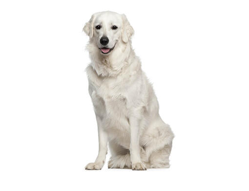 Kuvasz ungherese