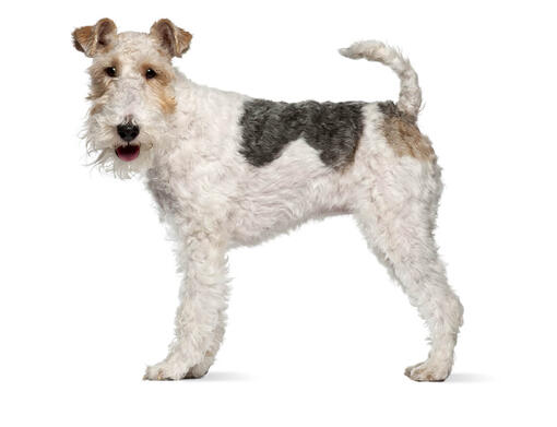 Fox Terrier a pelo ruvido