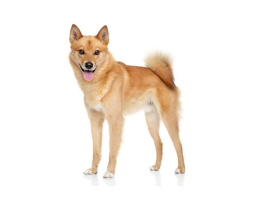 Spitz finnico