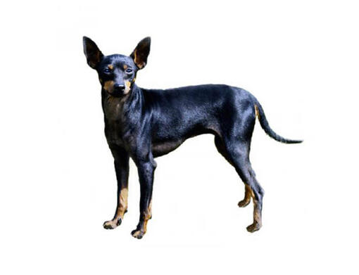 Terrier inglese toy (nero e marrone)