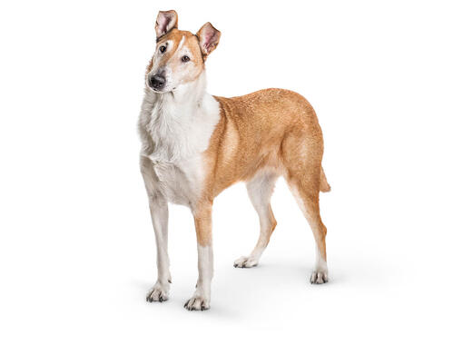 Collie (a pelo corto)