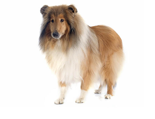 Collie a pelo lungo