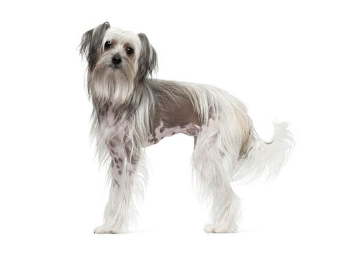 Chinese Crested Dog