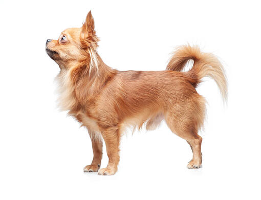 Chihuahua (pelo lungo)