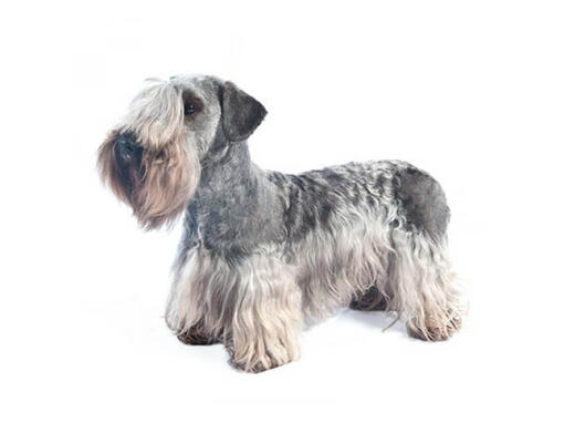 Terrier boemo (Cesky Terrier)