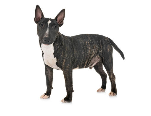 Bull Terrier (Nano)