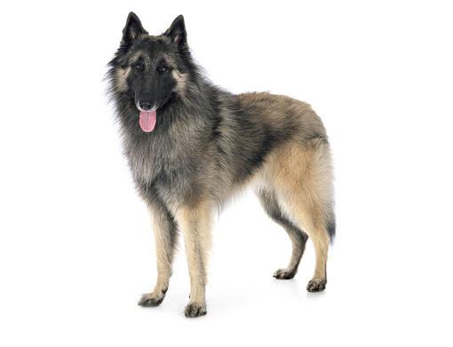 Cane da pastore belga (Tervueren)