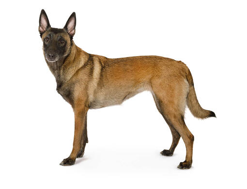 Cane da pastore belga (Malinois)