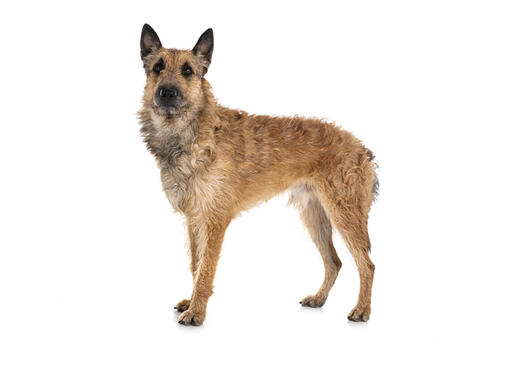 Cane da pastore belga (Laekenois)