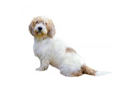Basset Griffon Vendeen (Piccolo)