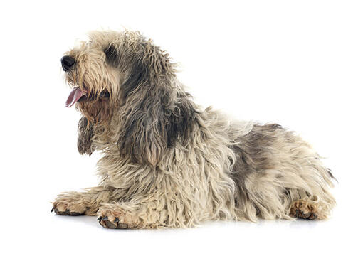 Grand Basset Griffon Vendeen