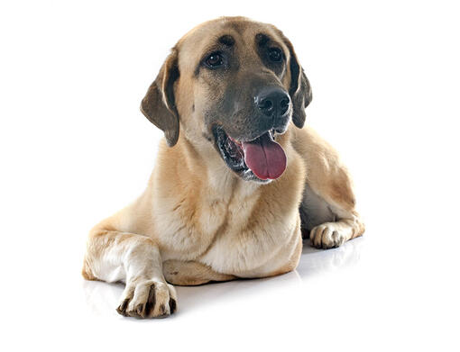 Cane da pastore dell’Anatolia