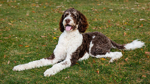 Bernedoodle