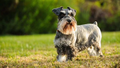 Cane grigio in piedi in un campo