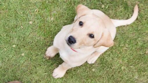 Cucciolo giallo Labrador che cerca il proprietario