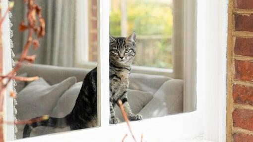  Gattino guardando fuori dalla finestra a casa