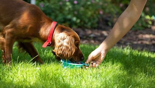 Il cane sta mangiando qualcosa di gustoso in giardino