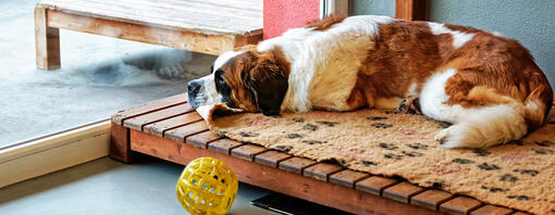 cane seduto per terra in un canile