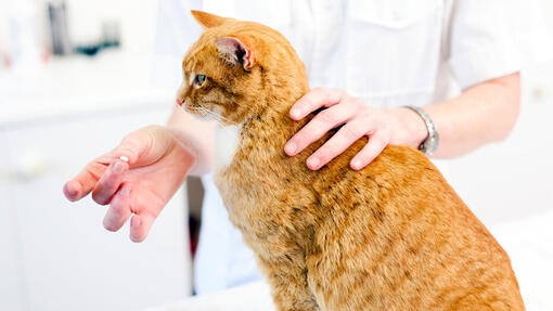 Gatto sull'assegno del veterinario