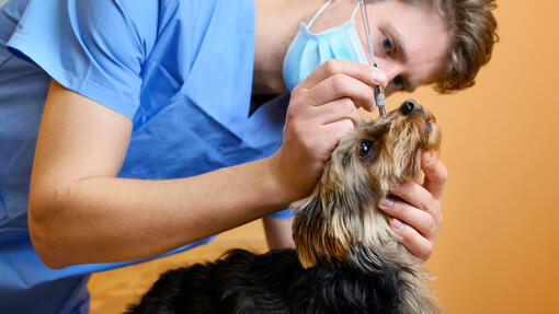 Un veterinario controlla un occhio di cane