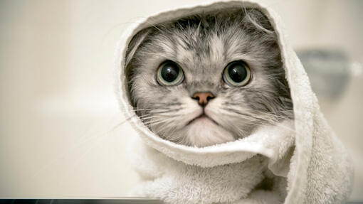 Gattino grigio avvolto in un asciugamano.