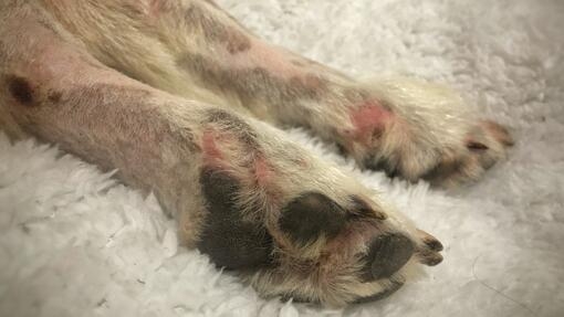 Dog skin problem on legs