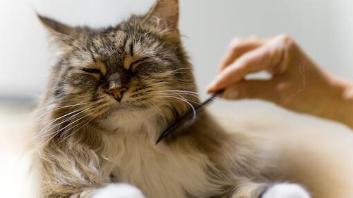 Gatto che viene spazzolato con il pettine