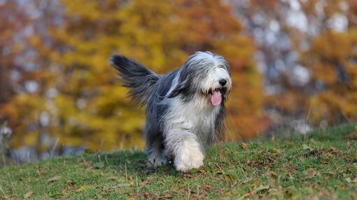 Long Haired Dog Breeds 1
