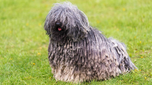 Long Haired Dog Breeds 2