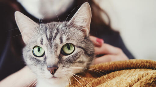 Gatto rannicchiato in una coperta