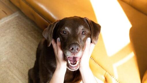 Labrador di cioccolato con il proprietario che tiene la bocca aperta.