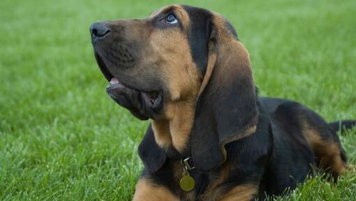Bloodhound seduto sull'erba