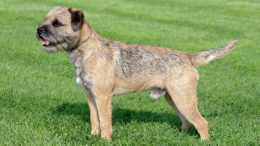 Border Terrier in piedi dritto sul prato