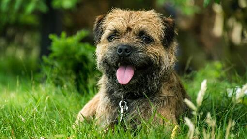 cucciolo di confine terrier sdraiato in erba