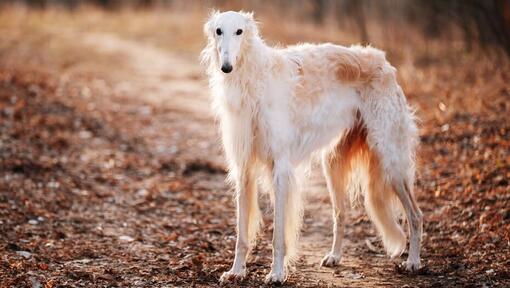 Bianco Borzoi in piedi sulla pista