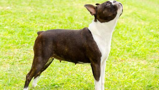 Boston Terrier alzando lo sguardo