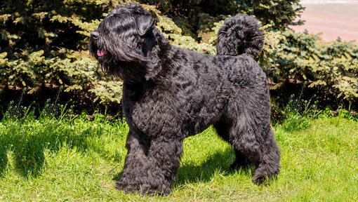 Bouvier des Flandres in piedi sull'erba