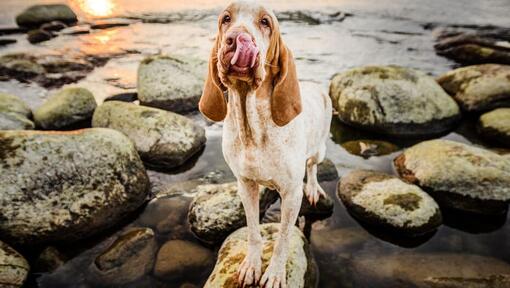 Bracco Italiano in piedi sulle rocce vicino all'acqua