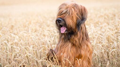 Briard seduto sul campo