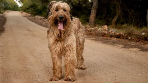 Briard in piedi sulla strada